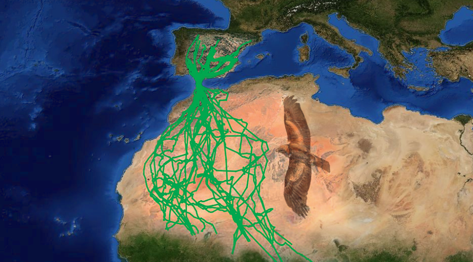 Las impresionantes rutas migratorias del águila calzada entre España y África